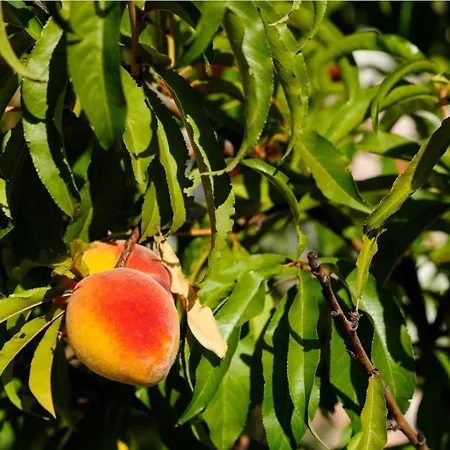 Petroto Sea View فندق كوتاري