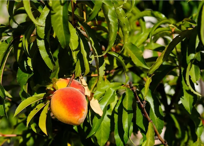 Petroto Sea View Otel Kiotari